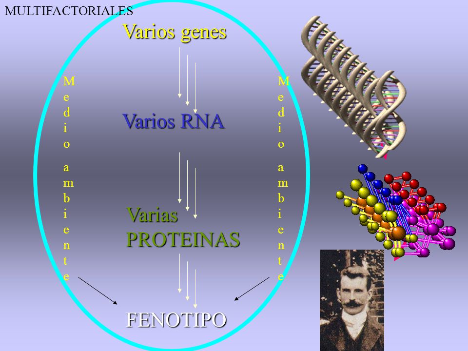 Varios genes Varios RNA Varias PROTEINAS FENOTIPO MULTIFACTORIALES
