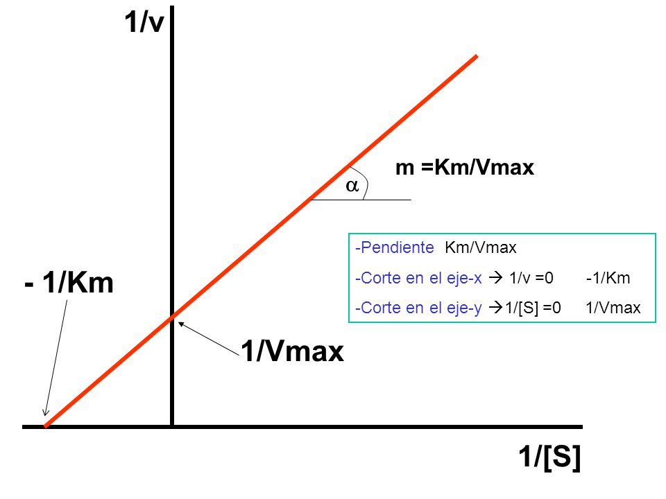 1/v - 1/Km 1/Vmax 1/[S] m =Km/Vmax a Pendiente Km/Vmax