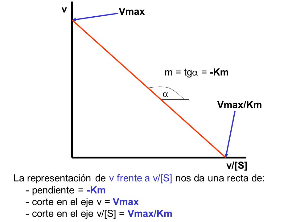 v v/[S] Vmax. Vmax/Km. m = tga = -Km. a. La representación de v frente a v/[S] nos da una recta de: