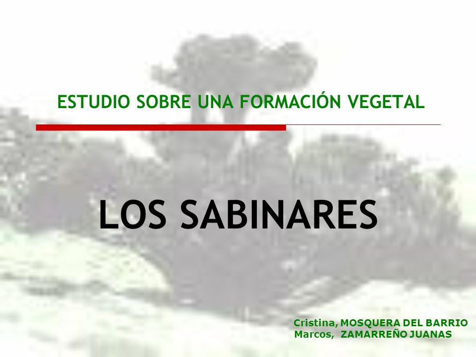 ESTUDIO SOBRE UNA FORMACIÓN VEGETAL