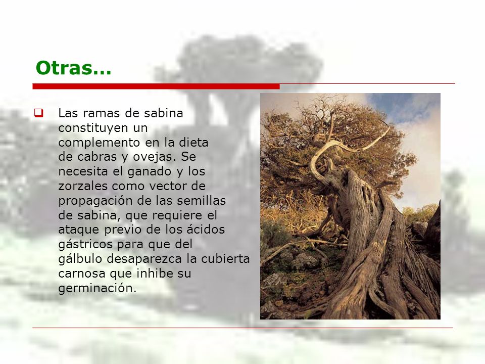 Otras… Las ramas de sabina constituyen un complemento en la dieta