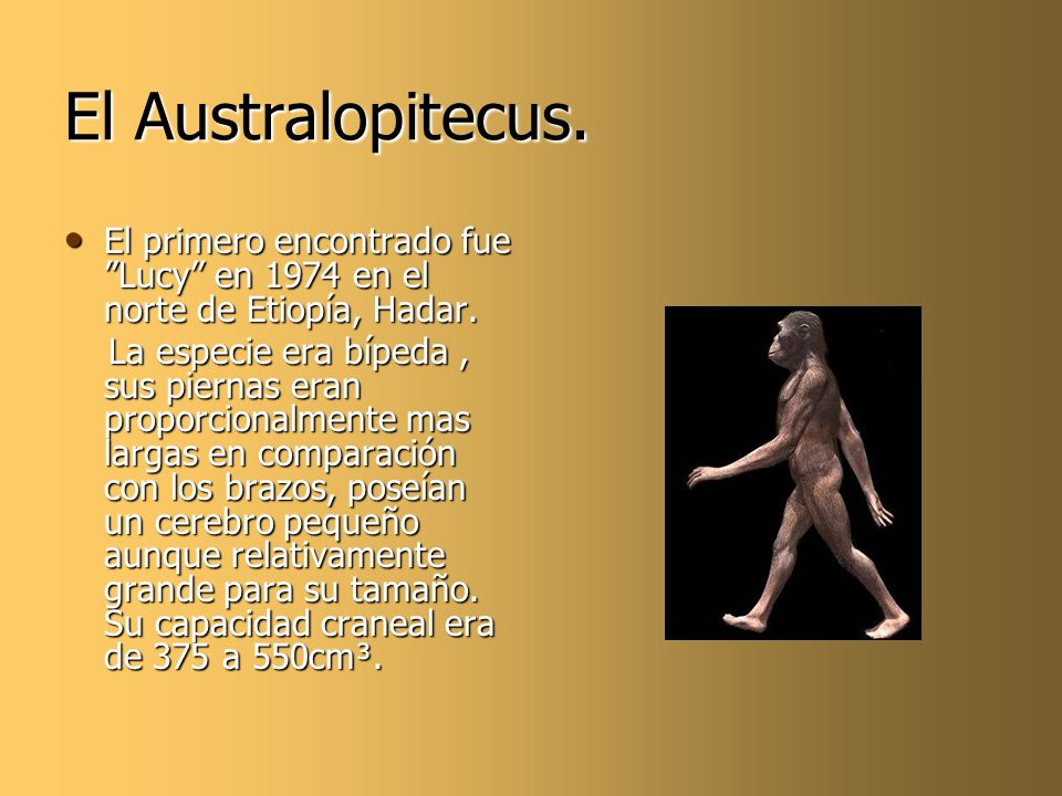 El Australopitecus. El primero encontrado fue Lucy en 1974 en el norte de Etiopía, Hadar.