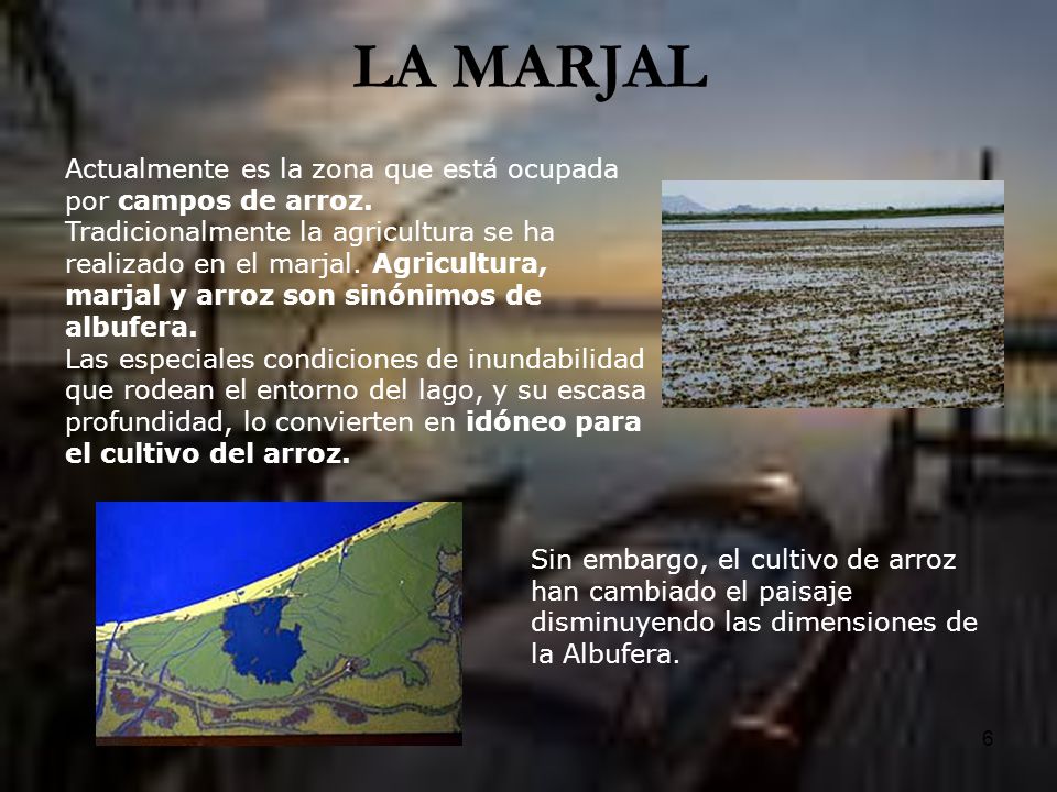 LA MARJAL Actualmente es la zona que está ocupada por campos de arroz.