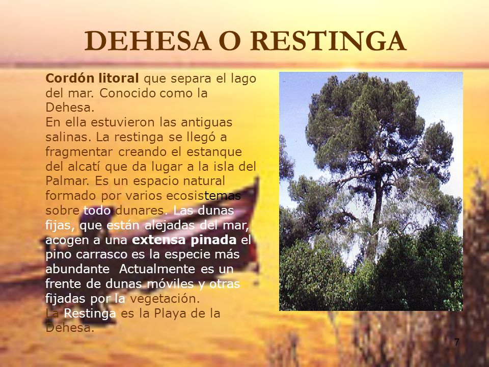 DEHESA O RESTINGA Cordón litoral que separa el lago del mar. Conocido como la Dehesa.