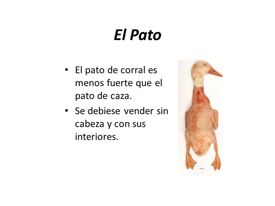 El Pato El pato de corral es menos fuerte que el pato de caza.