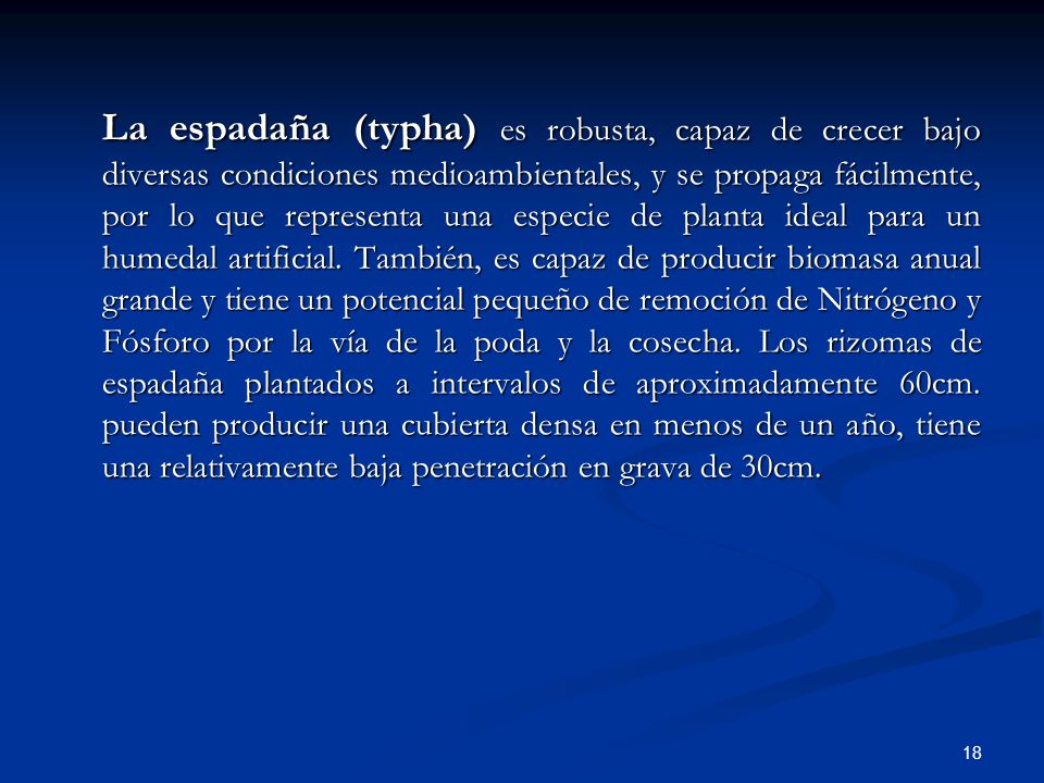 La espadaña (typha) es robusta, capaz de crecer bajo diversas condiciones medioambientales, y se propaga fácilmente, por lo que representa una especie de planta ideal para un humedal artificial.