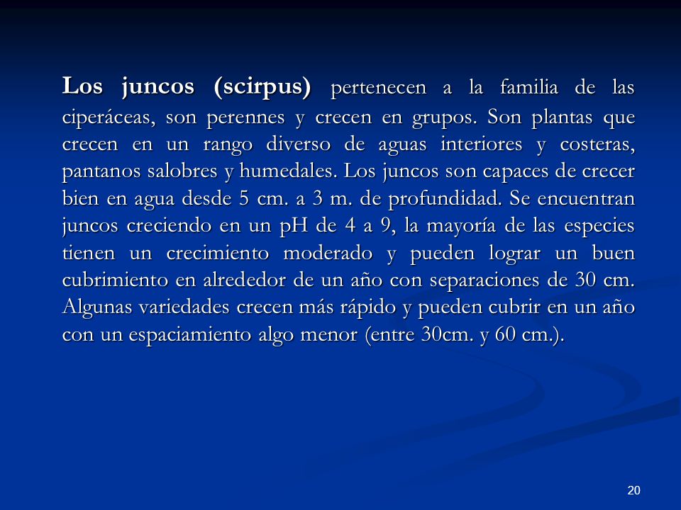 Los juncos (scirpus) pertenecen a la familia de las ciperáceas, son perennes y crecen en grupos.