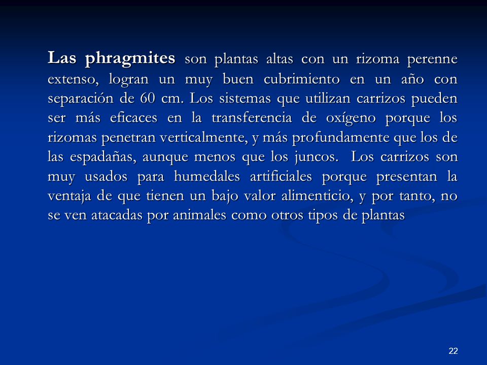 Las phragmites son plantas altas con un rizoma perenne extenso, logran un muy buen cubrimiento en un año con separación de 60 cm.