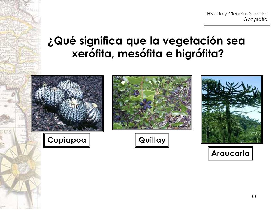¿Qué significa que la vegetación sea xerófita, mesófita e higrófita