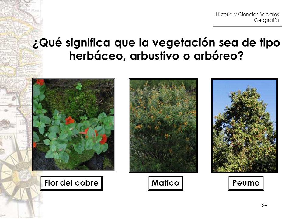 ¿Qué significa que la vegetación sea de tipo