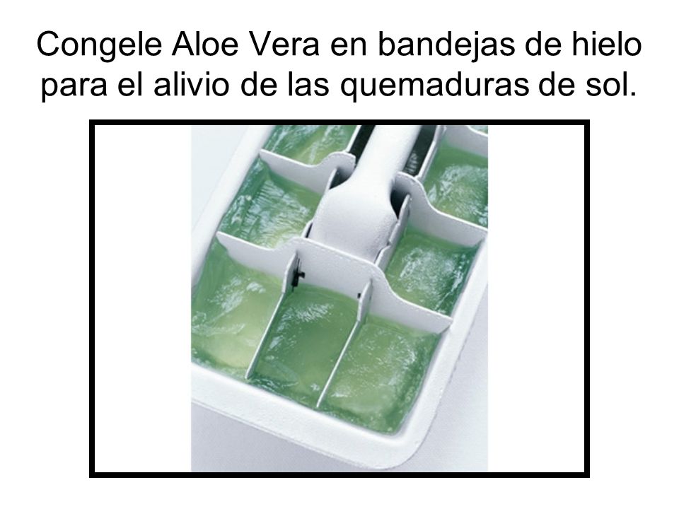 Congele Aloe Vera en bandejas de hielo para el alivio de las quemaduras de sol.