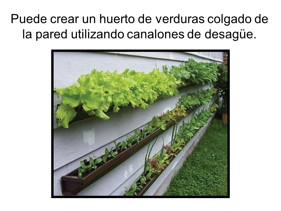 Puede crear un huerto de verduras colgado de la pared utilizando canalones de desagüe.