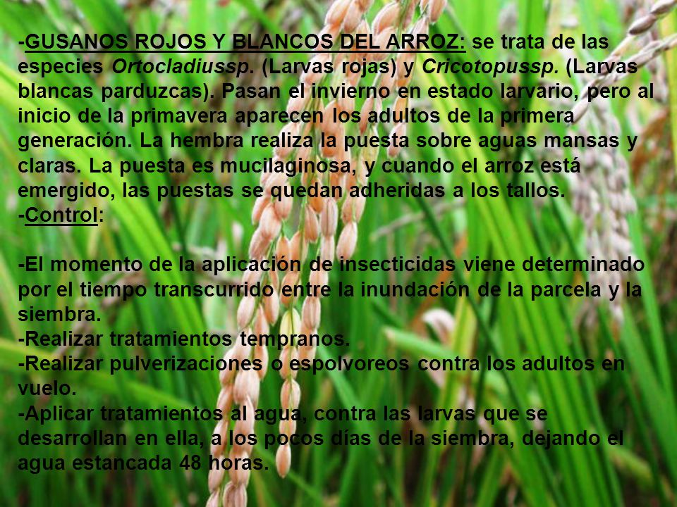 -GUSANOS ROJOS Y BLANCOS DEL ARROZ: se trata de las especies Ortocladiussp. (Larvas rojas) y Cricotopussp. (Larvas blancas parduzcas). Pasan el invierno en estado larvario, pero al inicio de la primavera aparecen los adultos de la primera generación. La hembra realiza la puesta sobre aguas mansas y claras. La puesta es mucilaginosa, y cuando el arroz está emergido, las puestas se quedan adheridas a los tallos.
