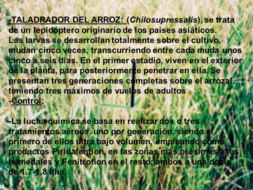 -TALADRADOR DEL ARROZ: (Chilosupressalis), se trata de un lepidóptero originario de los países asiáticos.