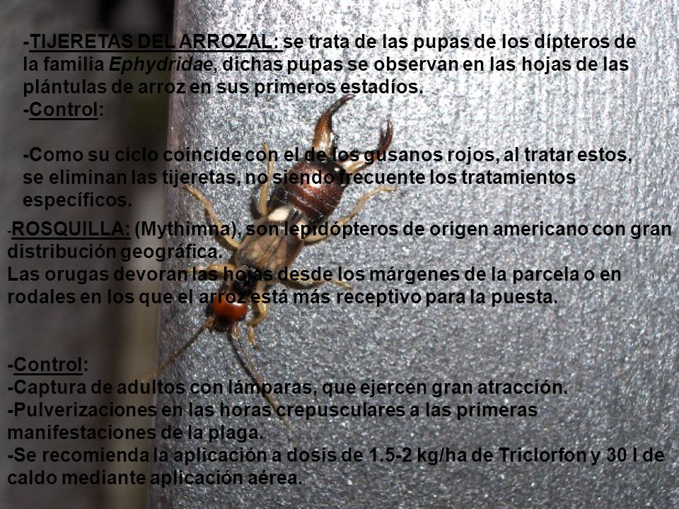 -TIJERETAS DEL ARROZAL: se trata de las pupas de los dípteros de la familia Ephydridae, dichas pupas se observan en las hojas de las plántulas de arroz en sus primeros estadíos.