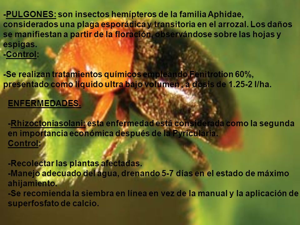 -PULGONES: son insectos hemípteros de la familia Aphidae, considerados una plaga esporádica y transitoria en el arrozal. Los daños se manifiestan a partir de la floración, observándose sobre las hojas y espigas.