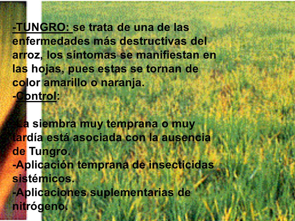 -TUNGRO: se trata de una de las enfermedades más destructivas del arroz, los síntomas se manifiestan en las hojas, pues estas se tornan de color amarillo o naranja.