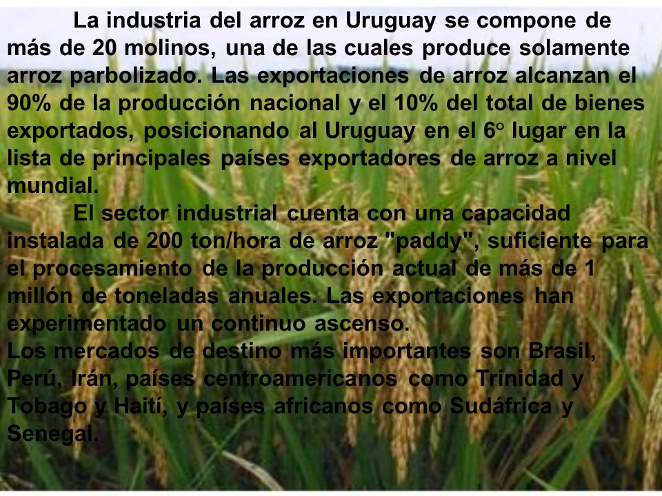 La industria del arroz en Uruguay se compone de más de 20 molinos, una de las cuales produce solamente arroz parbolizado. Las exportaciones de arroz alcanzan el 90% de la producción nacional y el 10% del total de bienes exportados, posicionando al Uruguay en el 6° lugar en la lista de principales países exportadores de arroz a nivel mundial. El sector industrial cuenta con una capacidad instalada de 200 ton/hora de arroz paddy , suficiente para el procesamiento de la producción actual de más de 1 millón de toneladas anuales. Las exportaciones han experimentado un continuo ascenso.