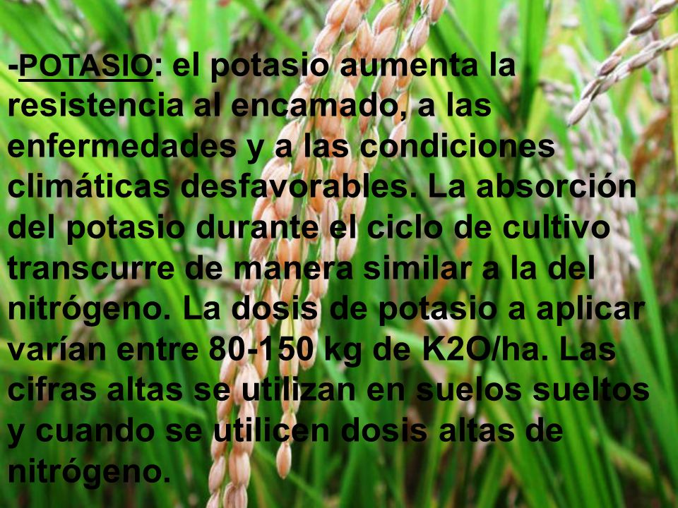 -POTASIO: el potasio aumenta la resistencia al encamado, a las enfermedades y a las condiciones climáticas desfavorables.
