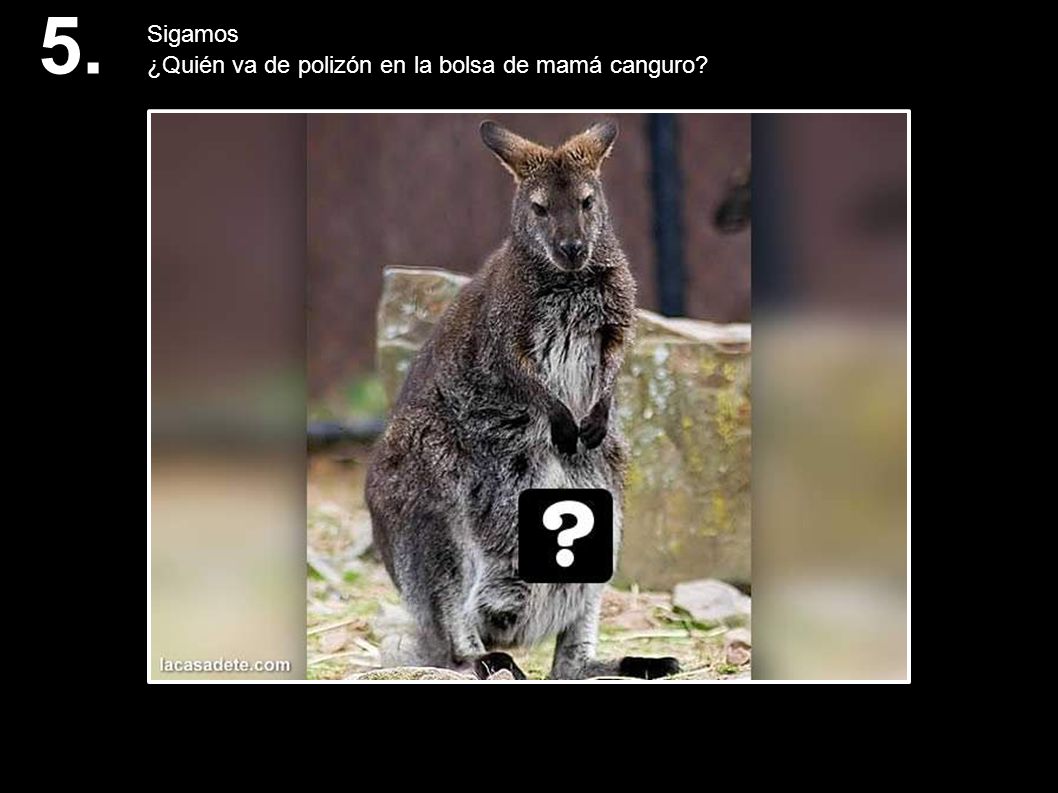 5. Sigamos ¿Quién va de polizón en la bolsa de mamá canguro