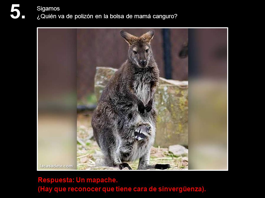 5. Sigamos. ¿Quién va de polizón en la bolsa de mamá canguro.
