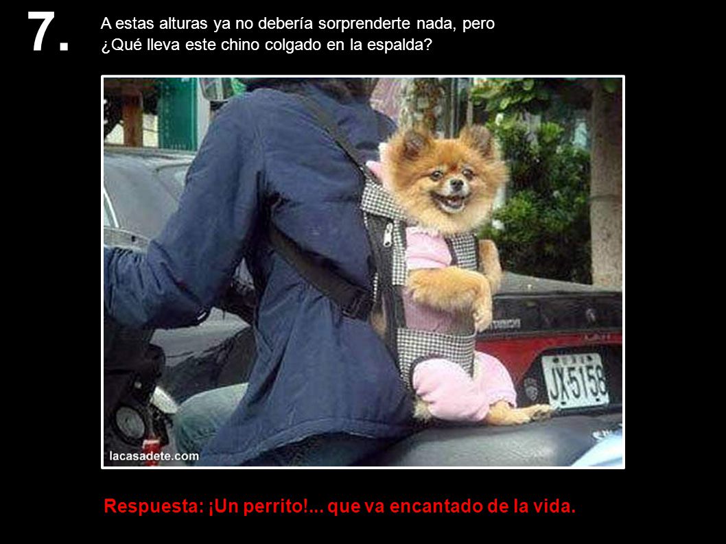 7. Respuesta: ¡Un perrito!... que va encantado de la vida.