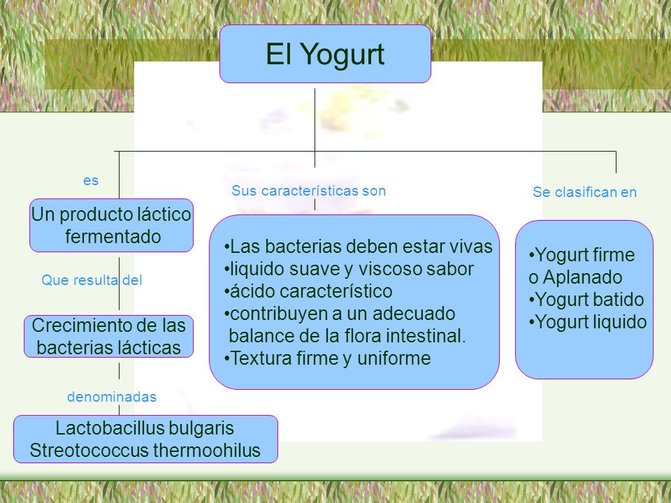 El Yogurt Un producto láctico fermentado