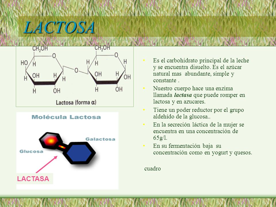 LACTOSA Es el carbohidrato principal de la leche y se encuentra disuelto. Es el azúcar natural mas abundante, simple y constante .