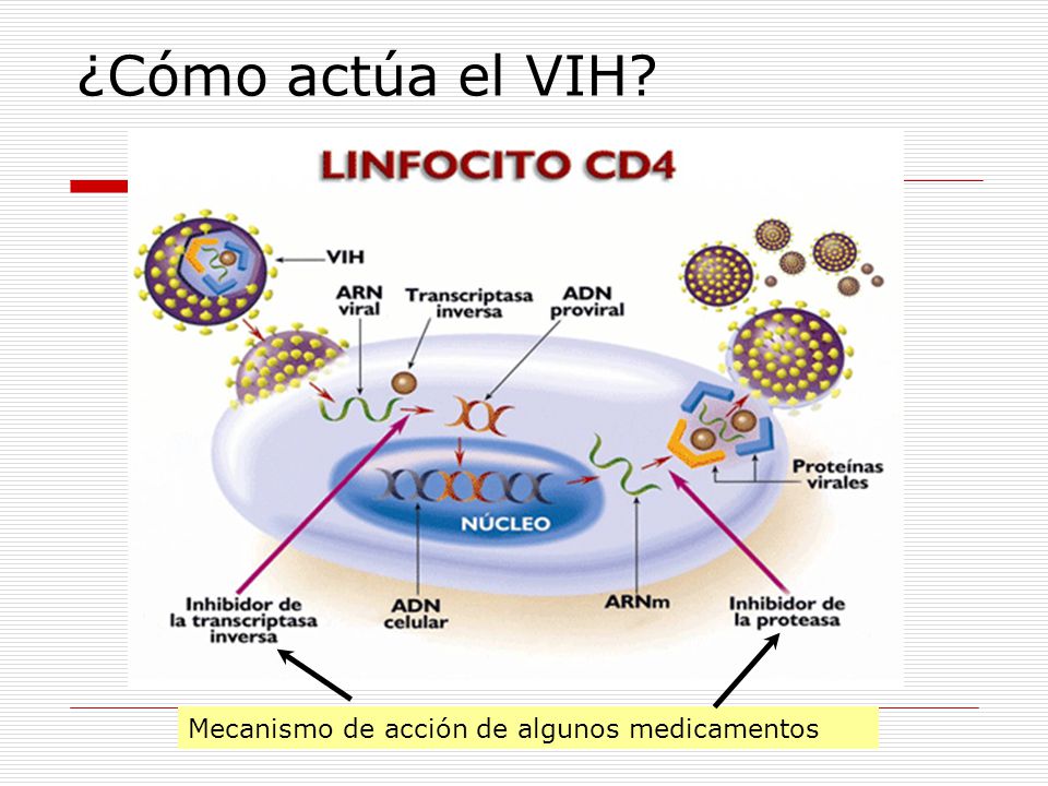 ¿Cómo actúa el VIH Mecanismo de acción de algunos medicamentos