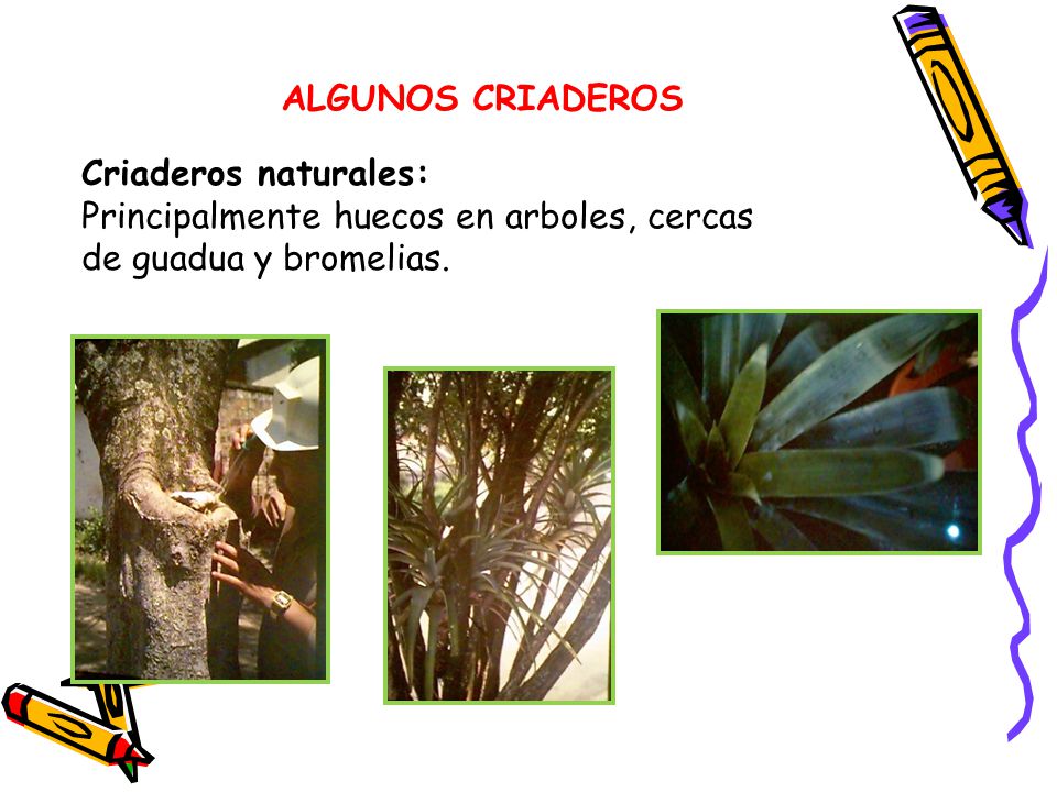 ALGUNOS CRIADEROS Criaderos naturales: Principalmente huecos en arboles, cercas de guadua y bromelias.