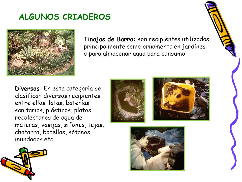 ALGUNOS CRIADEROS Tinajas de Barro: son recipientes utilizados principalmente como ornamento en jardines o para almacenar agua para consumo.