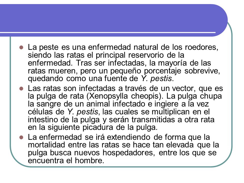 La peste es una enfermedad natural de los roedores, siendo las ratas el principal reservorio de la enfermedad. Tras ser infectadas, la mayoría de las ratas mueren, pero un pequeño porcentaje sobrevive, quedando como una fuente de Y. pestis.