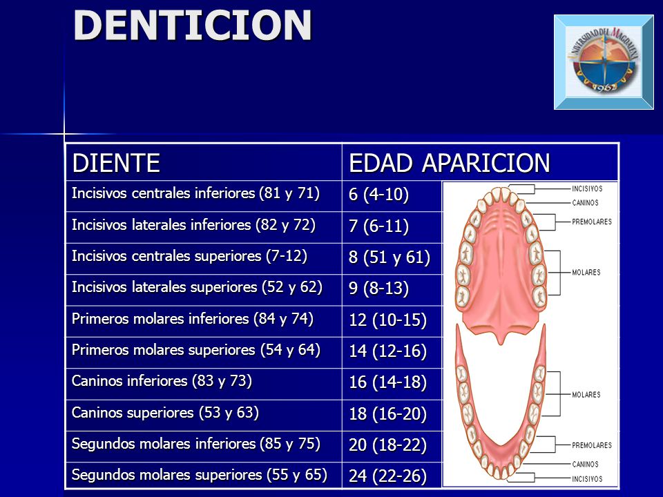 DENTICION DIENTE EDAD APARICION 6 (4-10) 7 (6-11) 8 (51 y 61) 9 (8-13)