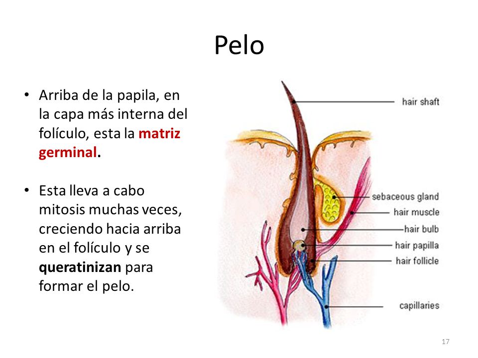 Pelo Arriba de la papila, en la capa más interna del folículo, esta la matriz germinal.