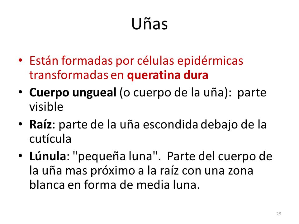 Uñas Están formadas por células epidérmicas transformadas en queratina dura. Cuerpo ungueal (o cuerpo de la uña): parte visible.