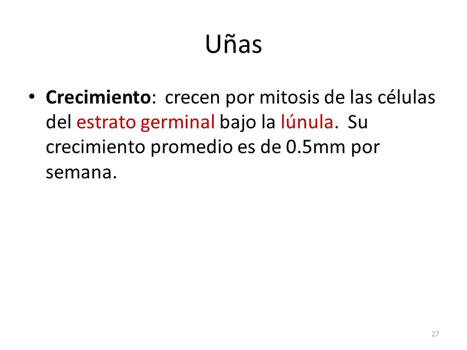 Uñas Crecimiento: crecen por mitosis de las células del estrato germinal bajo la lúnula.