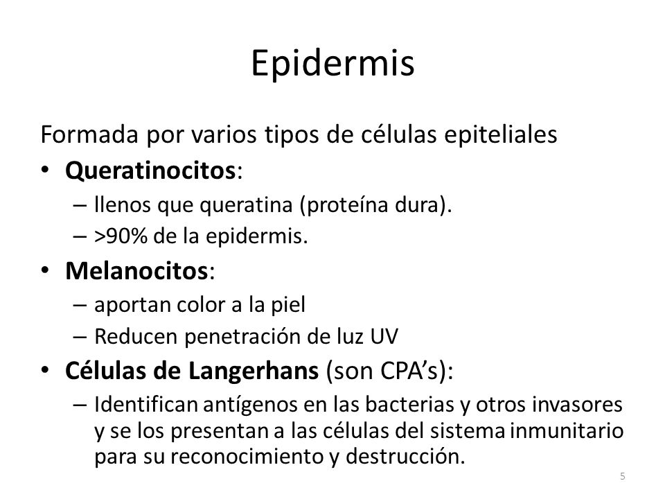 Epidermis Formada por varios tipos de células epiteliales
