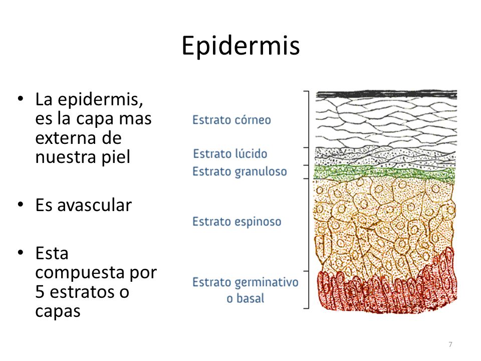 Epidermis La epidermis, es la capa mas externa de nuestra piel
