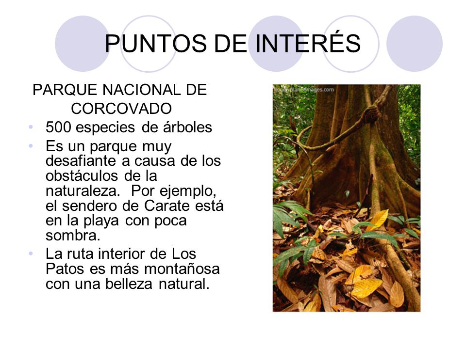 PUNTOS DE INTERÉS PARQUE NACIONAL DE CORCOVADO 500 especies de árboles