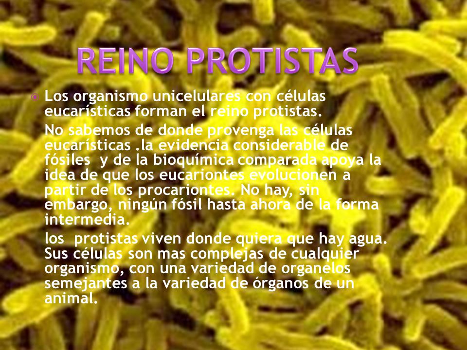 REINO PROTISTAS Los organismo unicelulares con células eucarísticas forman el reino protistas.