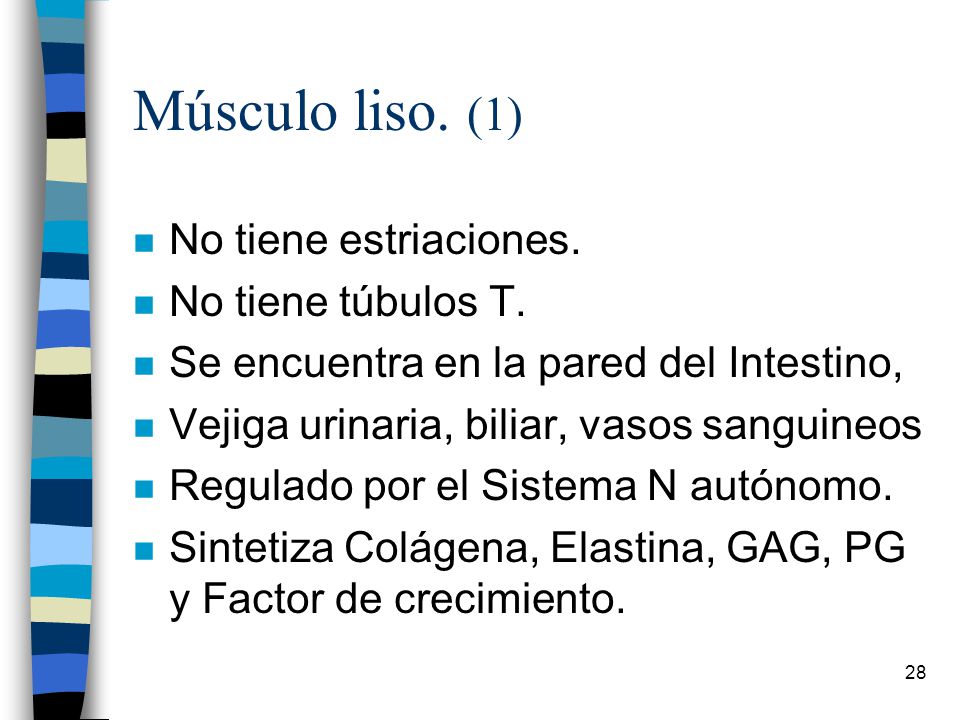 Músculo liso. (1) No tiene estriaciones. No tiene túbulos T.
