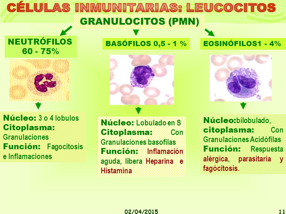 CÉLULAS INMUNITARIAS: LEUCOCITOS