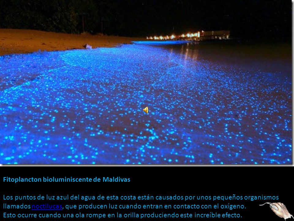 Fitoplancton bioluminiscente de Maldivas Los puntos de luz azul del agua de esta costa están causados por unos pequeños organismos llamados noctilucas, que producen luz cuando entran en contacto con el oxígeno.