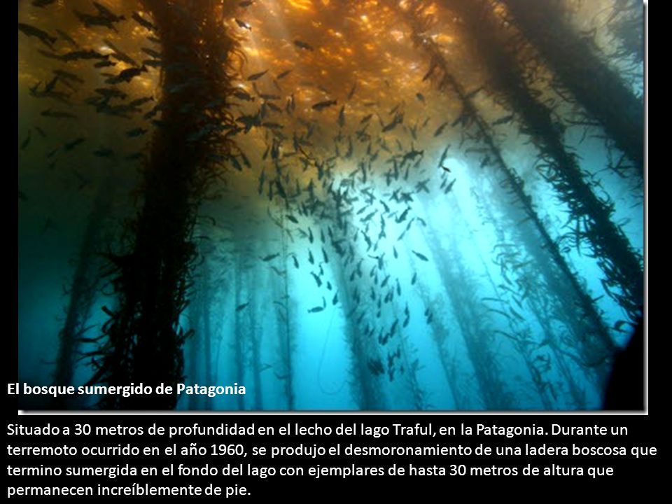 El bosque sumergido de Patagonia Situado a 30 metros de profundidad en el lecho del lago Traful, en la Patagonia.