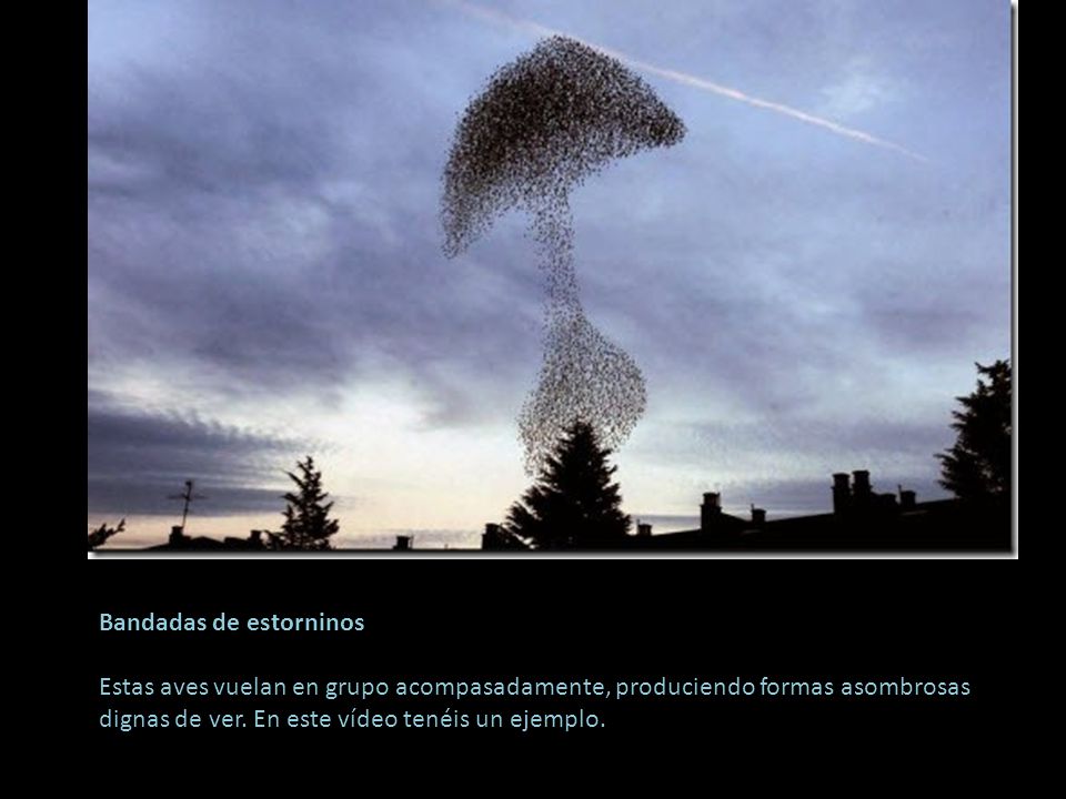 Bandadas de estorninos Estas aves vuelan en grupo acompasadamente, produciendo formas asombrosas dignas de ver.