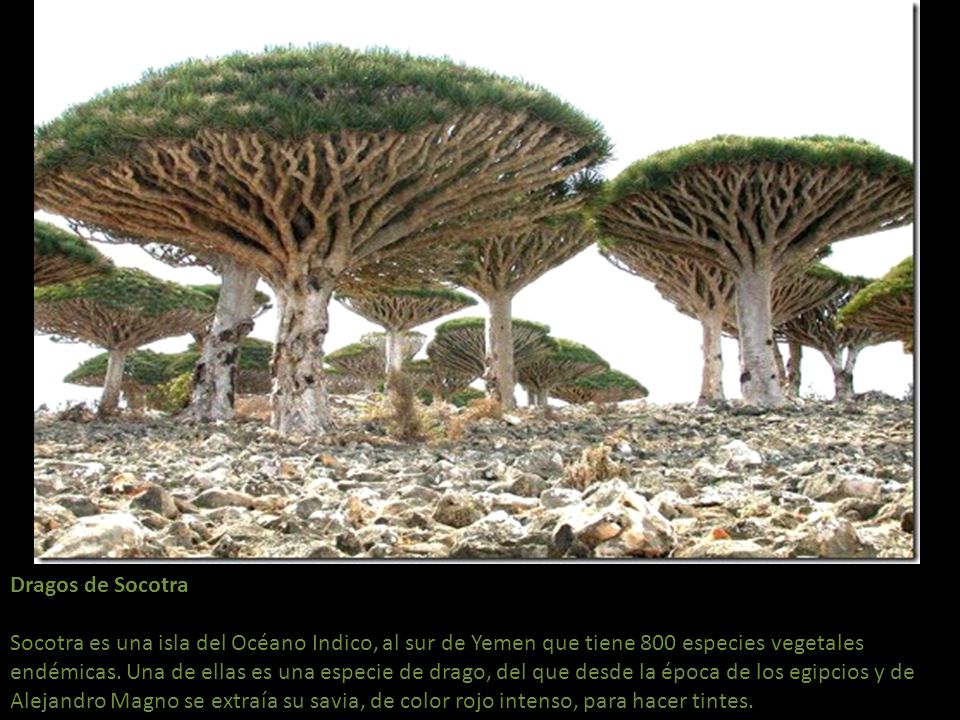 Dragos de Socotra Socotra es una isla del Océano Indico, al sur de Yemen que tiene 800 especies vegetales endémicas.