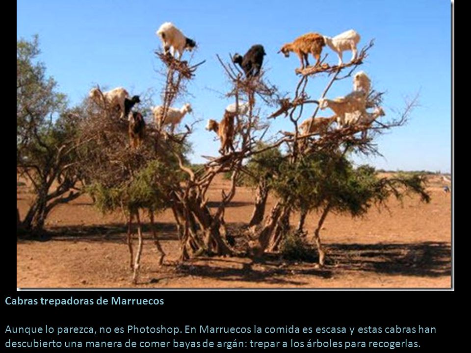 Cabras trepadoras de Marruecos Aunque lo parezca, no es Photoshop