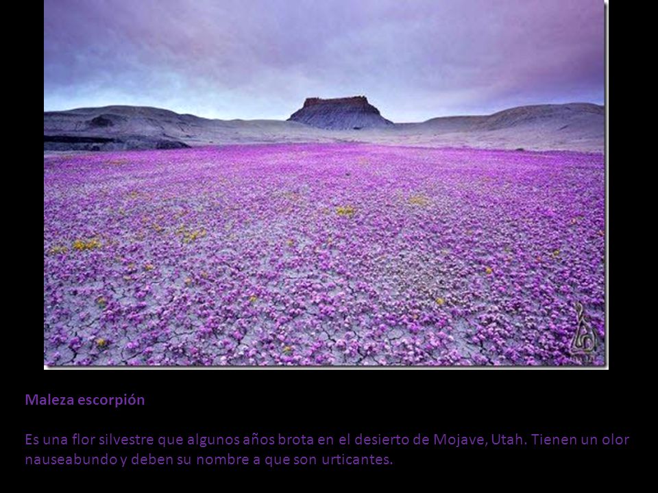 Maleza escorpión Es una flor silvestre que algunos años brota en el desierto de Mojave, Utah.