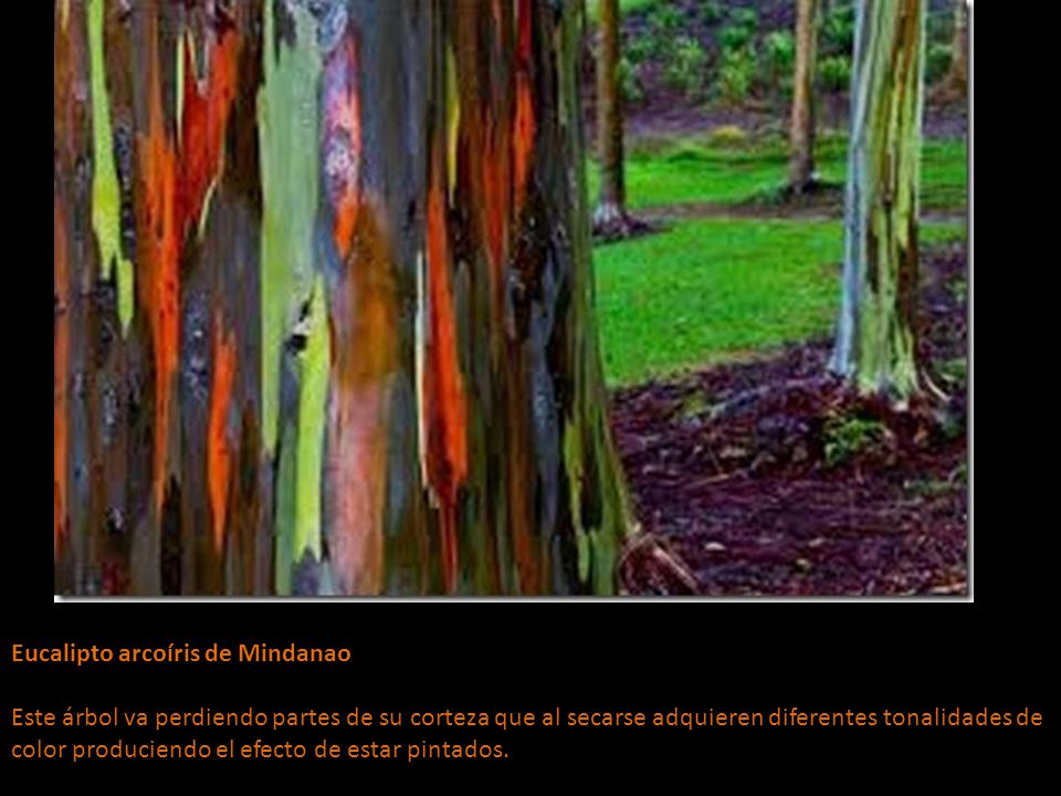 Eucalipto arcoíris de Mindanao Este árbol va perdiendo partes de su corteza que al secarse adquieren diferentes tonalidades de color produciendo el efecto de estar pintados.