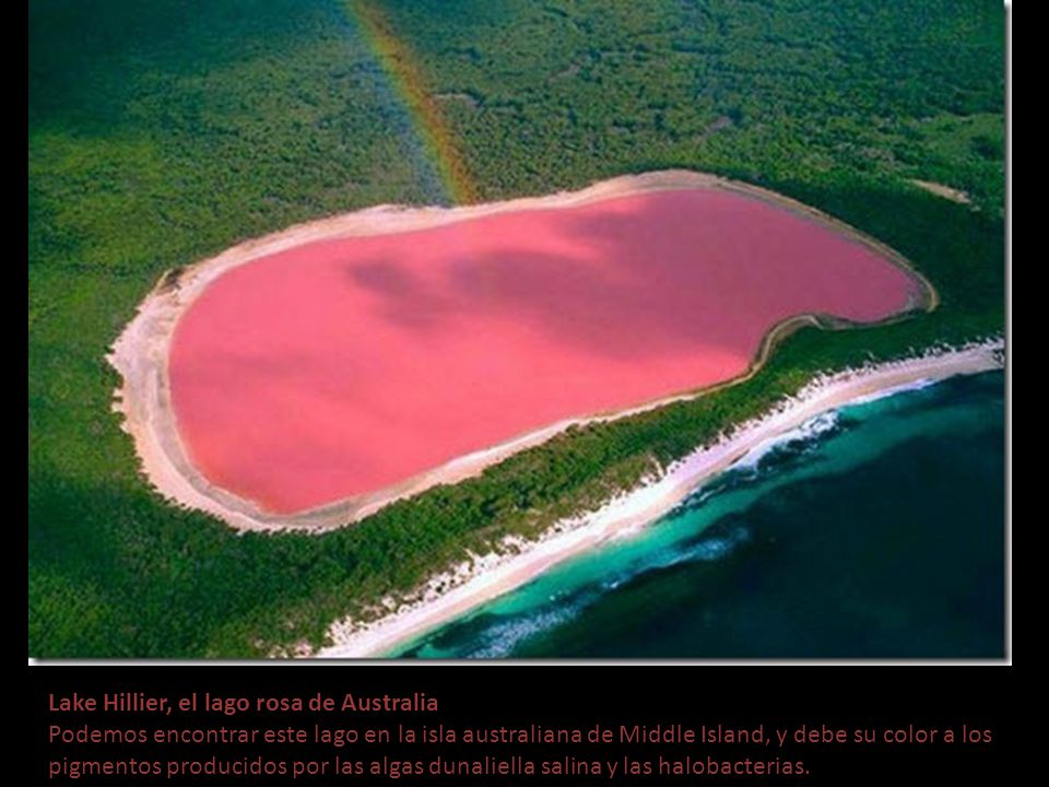 Lake Hillier, el lago rosa de Australia Podemos encontrar este lago en la isla australiana de Middle Island, y debe su color a los pigmentos producidos por las algas dunaliella salina y las halobacterias.